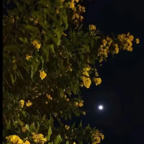 Joan_home의 전 어때요?