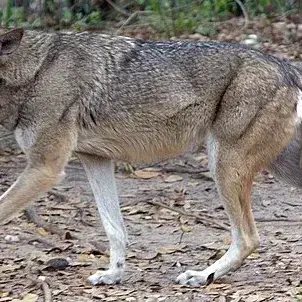 Profile image of 늑대