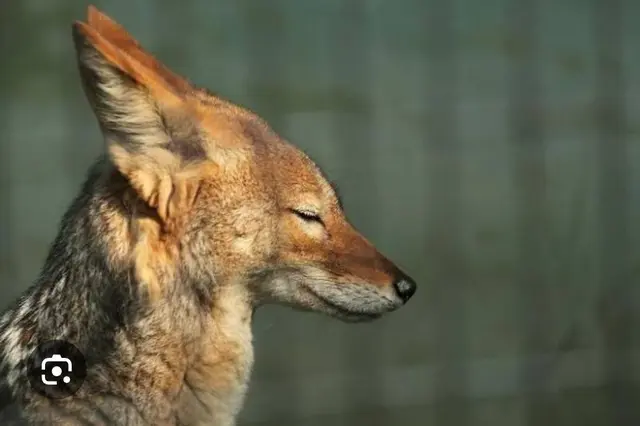 Profile image of セナ