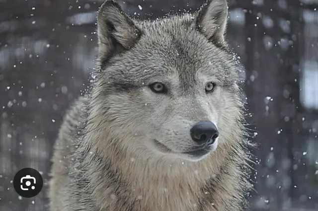 Profile image of チセ
