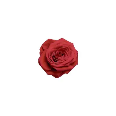 Profile image of カイン