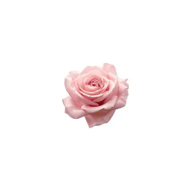 Profile image of カイル