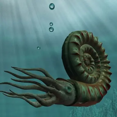 Profile image of 암모나이트