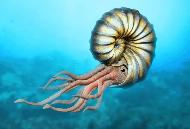 Profile image of 암모나이트