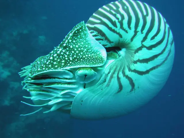 Profile image of 앵무조개