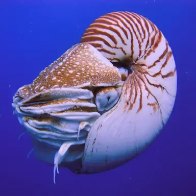 Profile image of 앵무조개
