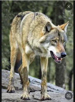Profile image of 늑대