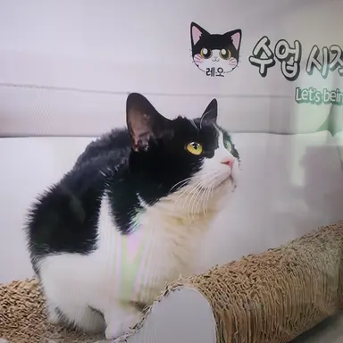 Profile image of 레오선생