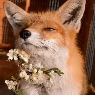 Profile image of 여우