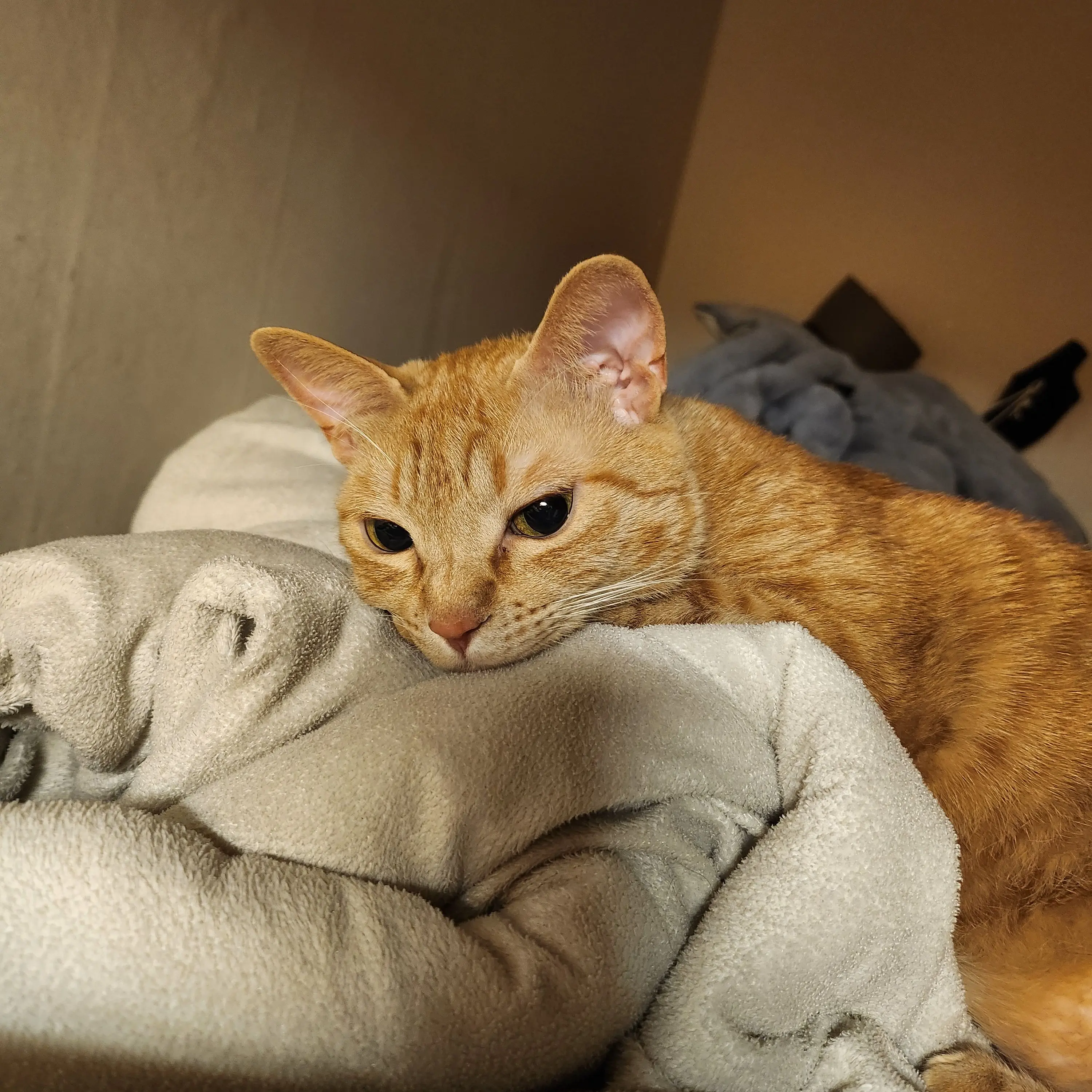 LavishFort5077의 소통!!!!