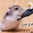 햄이