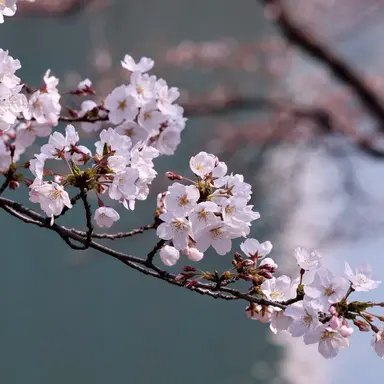 Profile image of 멜로우