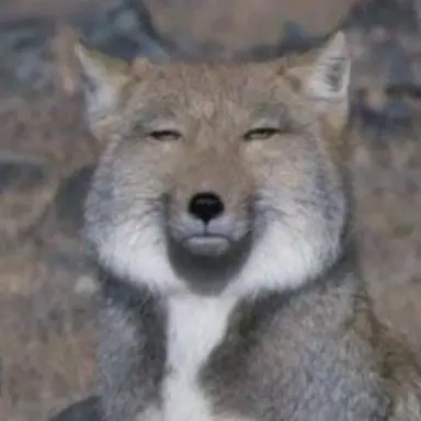 Profile image of 모카 폭스