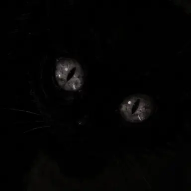 Profile image of 猫