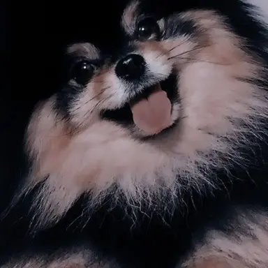 Profile image of Mr.dog