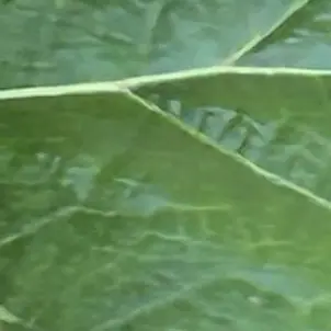 Profile image of 太陽