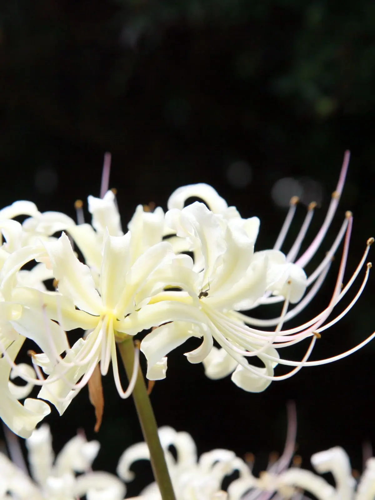 hugamaru13의 鬼の花嫁