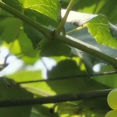 Profile image of 최로운