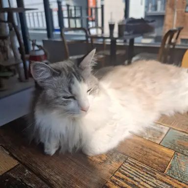 Profile image of 사카타 긴토키