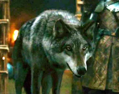 Profile image of Robb Stark