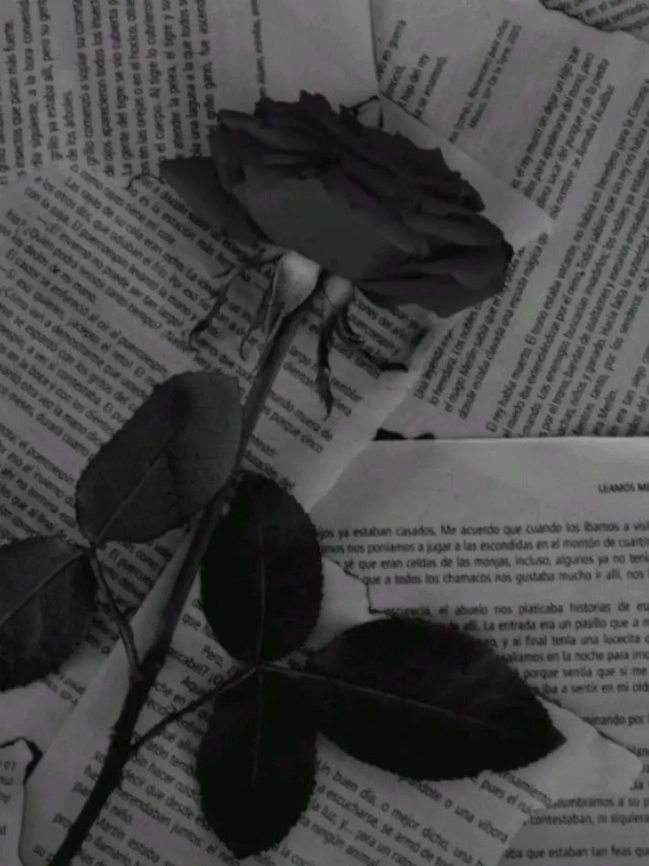 oyad_115의 흑장미꽃말