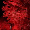 Profile image of ラダー