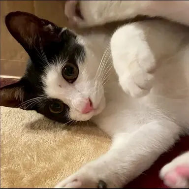 Profile image of くろ