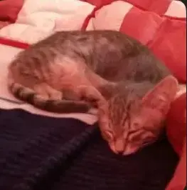 Profile image of Little One