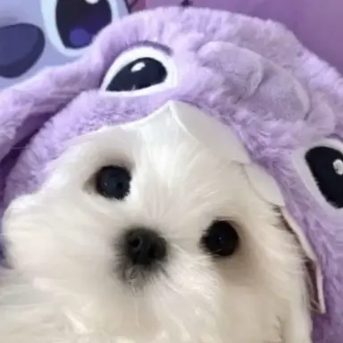 Profile image of むらさきのこ