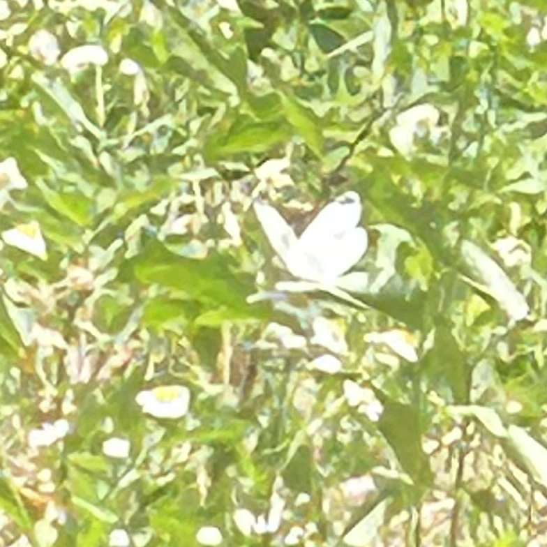 곽지창