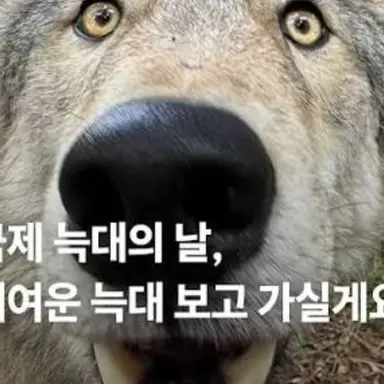 Profile image of 늑대