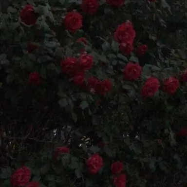 Profile image of 이예솔