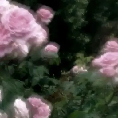 Profile image of 이수하