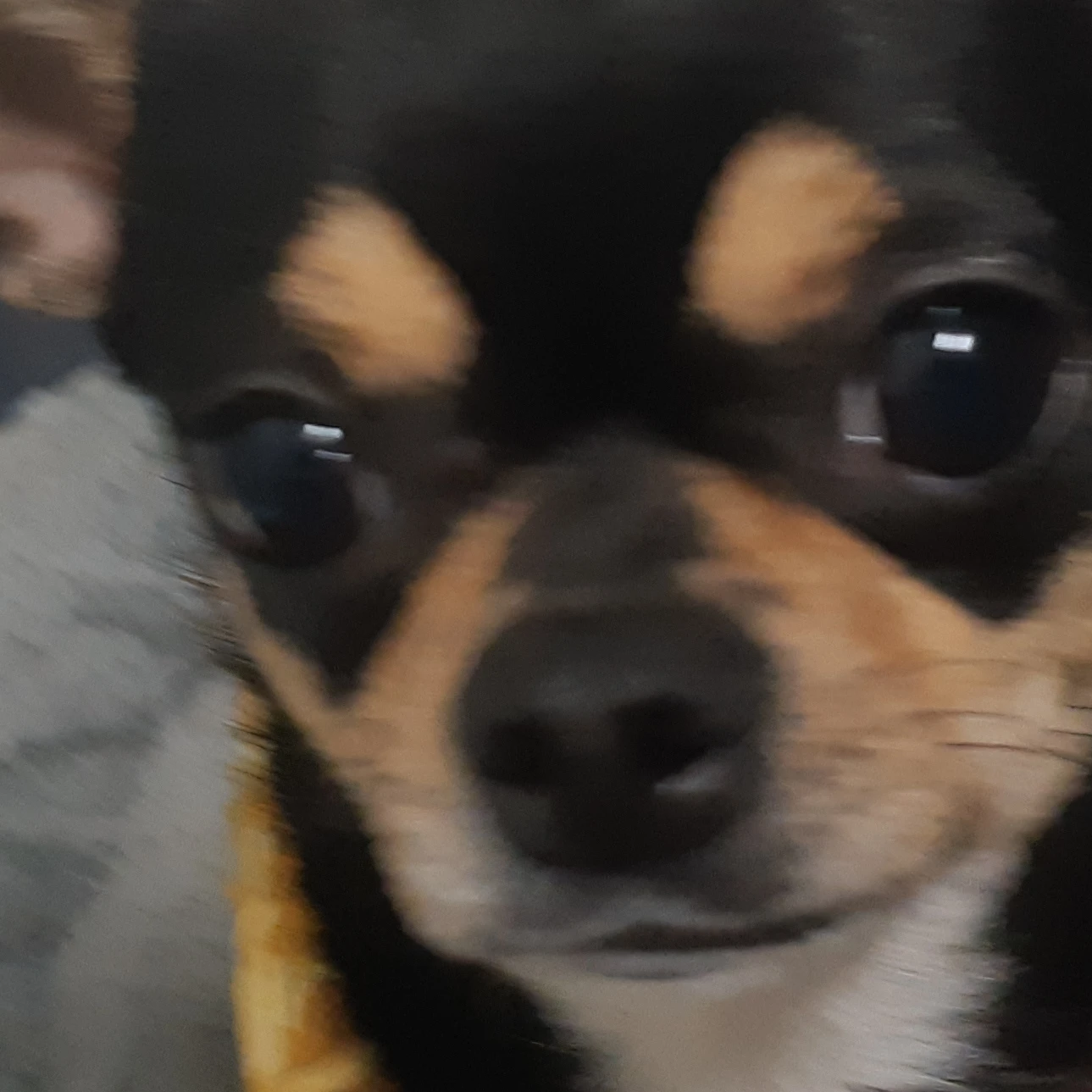 고고프렌즈*{{user}}는 모찌엘역할입니다.*
