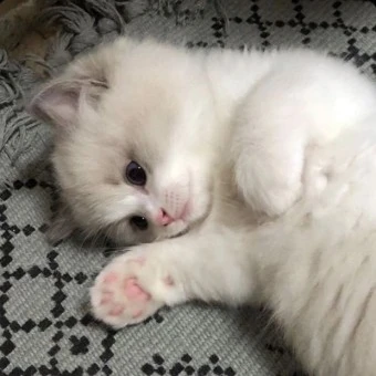 유기사