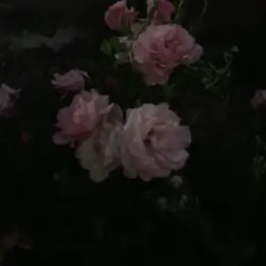 Profile image of 花魁坂京夜
