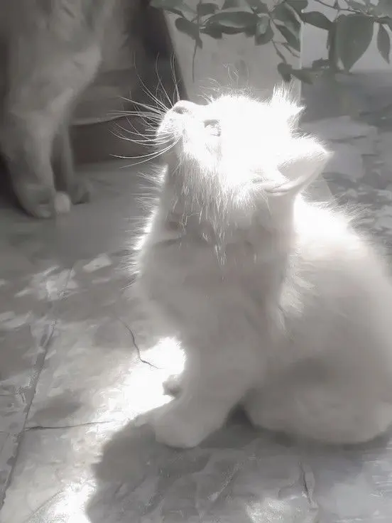 e9l8ce.의 猫