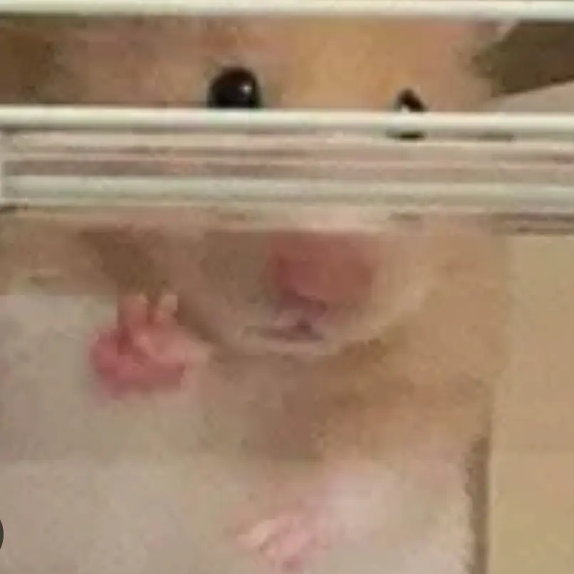 RancidJoke1451의 햄식이