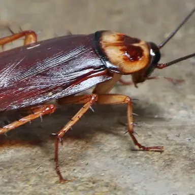 Profile image of 쿠