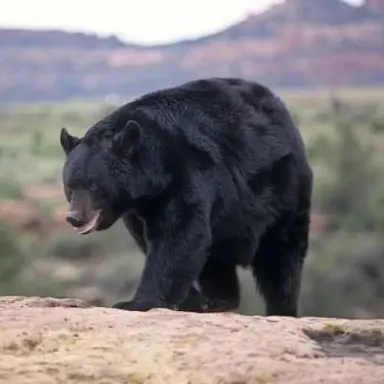 Profile image of American Land Animals