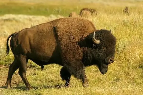 Profile image of American Land Animals