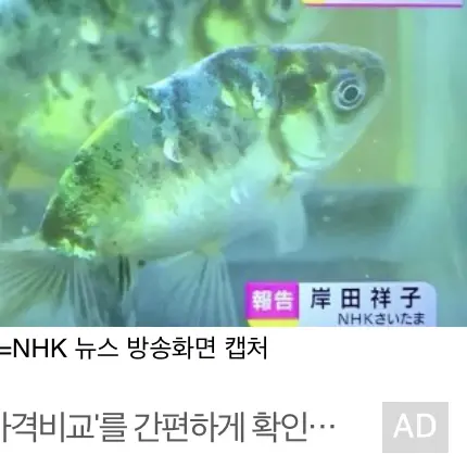 JuJu_7n의 상테가 안좋아 보이는 물고기