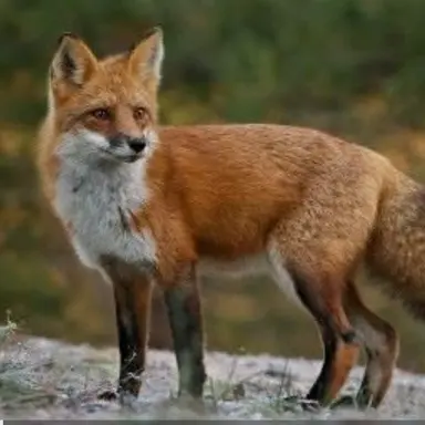 Profile image of 여우