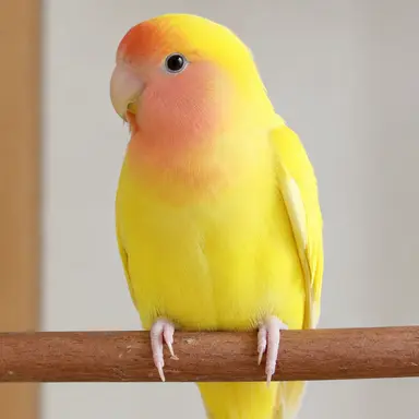 Profile image of ソウダンインコ