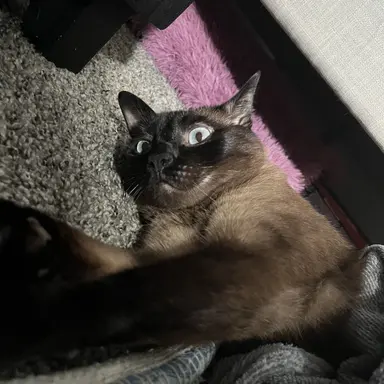 Profile image of Miso