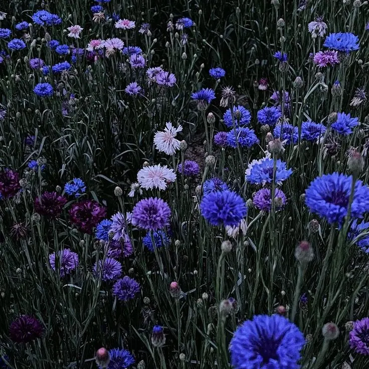 violet_의 호시나 소우시로