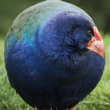 Profile image of 狩谷 みいな