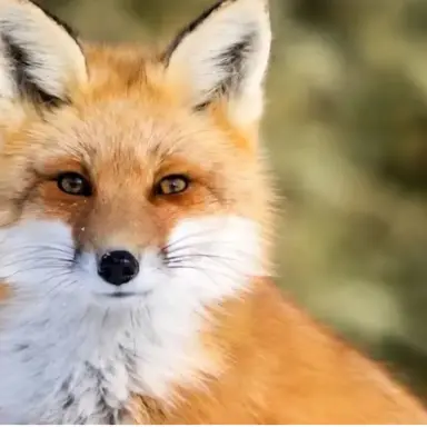 Profile image of 여우