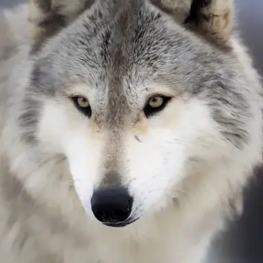 Profile image of 늑대