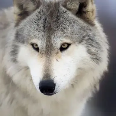 Profile image of 늑대